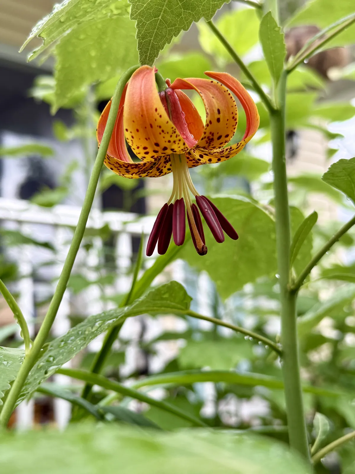 Michigan Lily